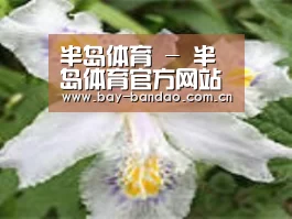 产品名称二