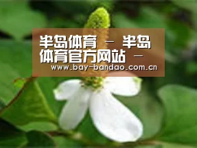 产品名称三